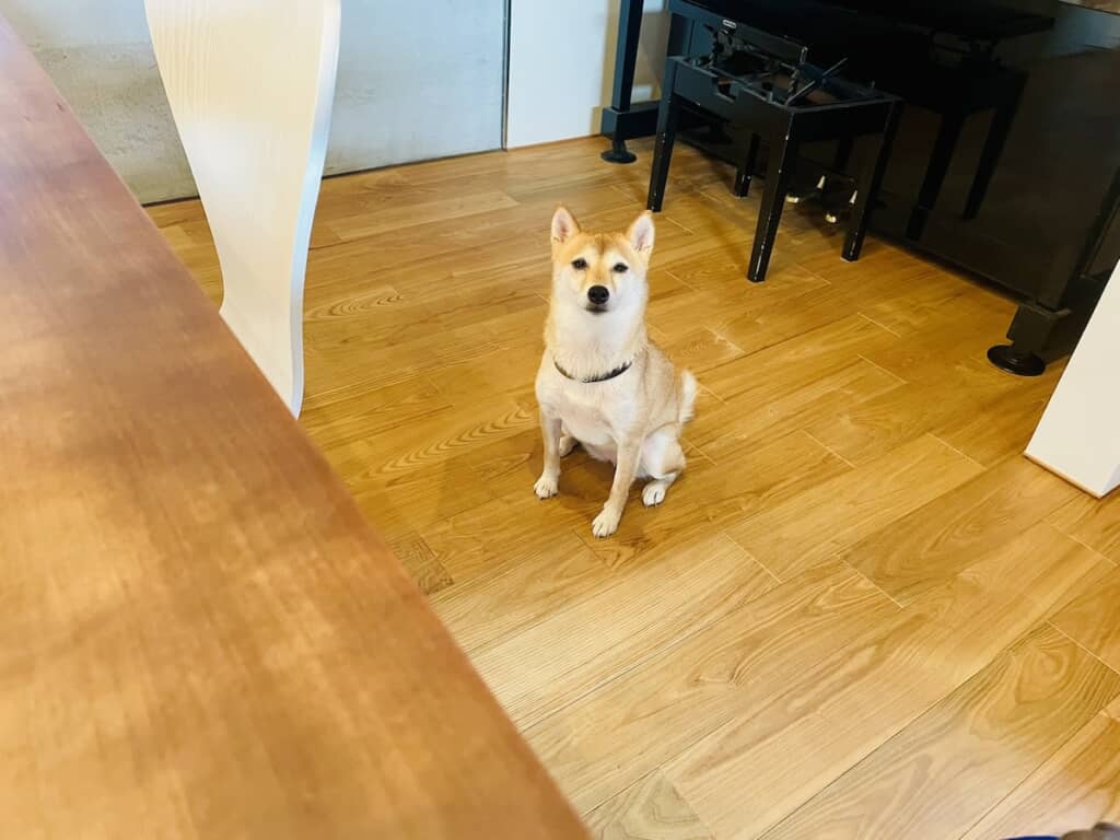 好物の梨を分けてもらうのを待つはなこちゃん