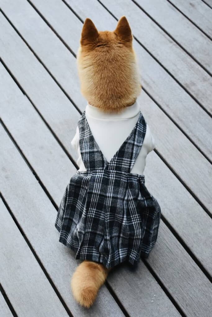 おめかししたはなこちゃんの後ろ姿