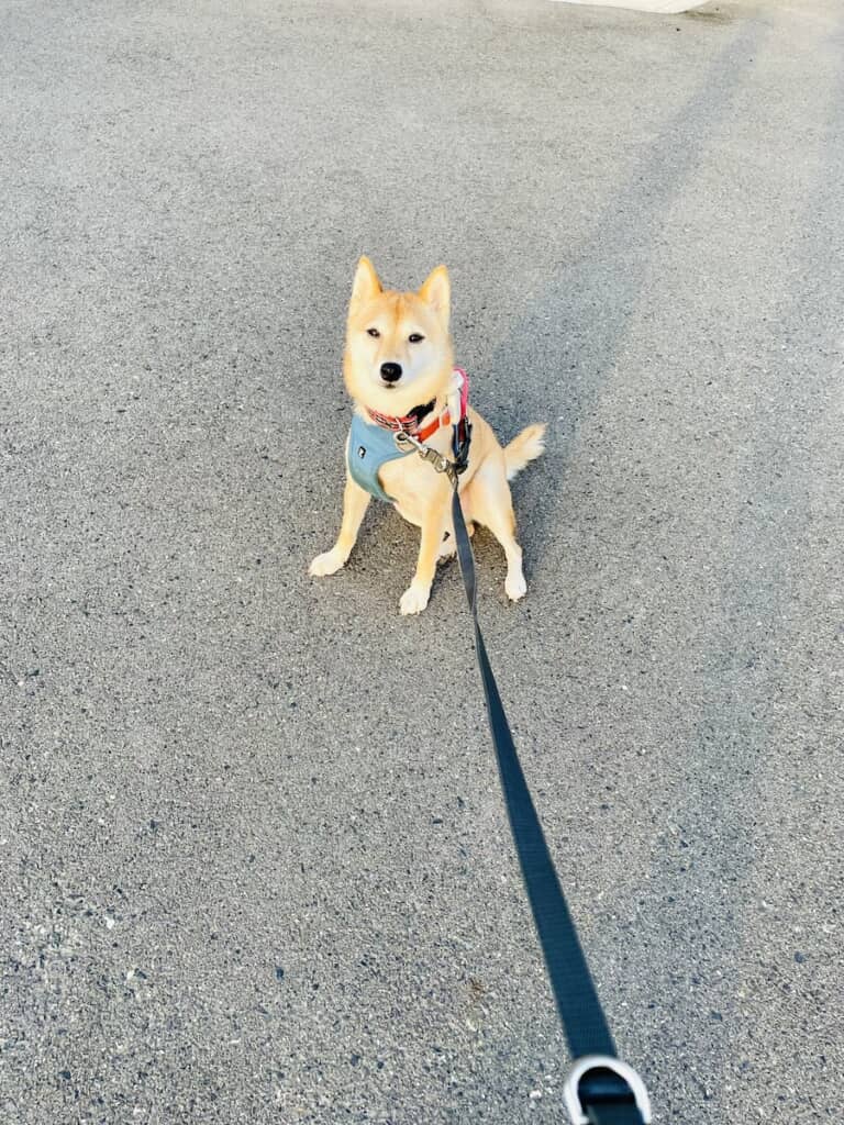 散歩中、その場から動くことを拒否するはなこちゃん