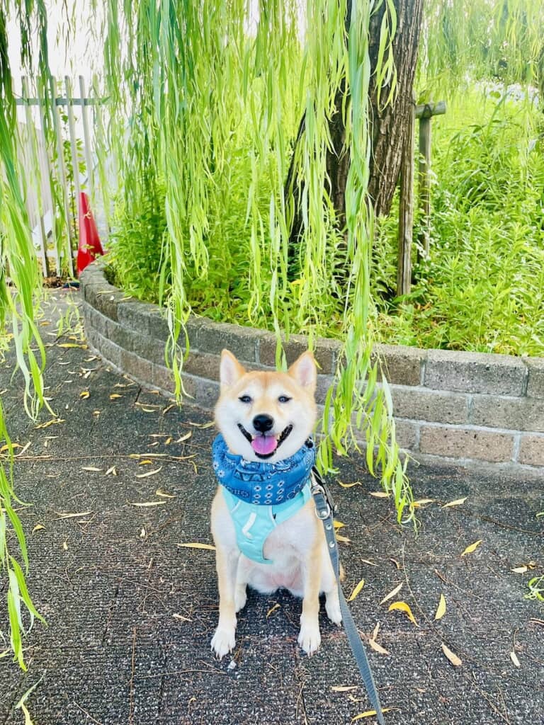 バンダナが似合うはなこちゃん