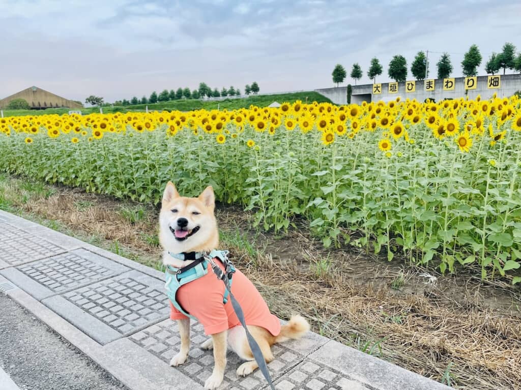 ひまわり畑とはなこちゃん