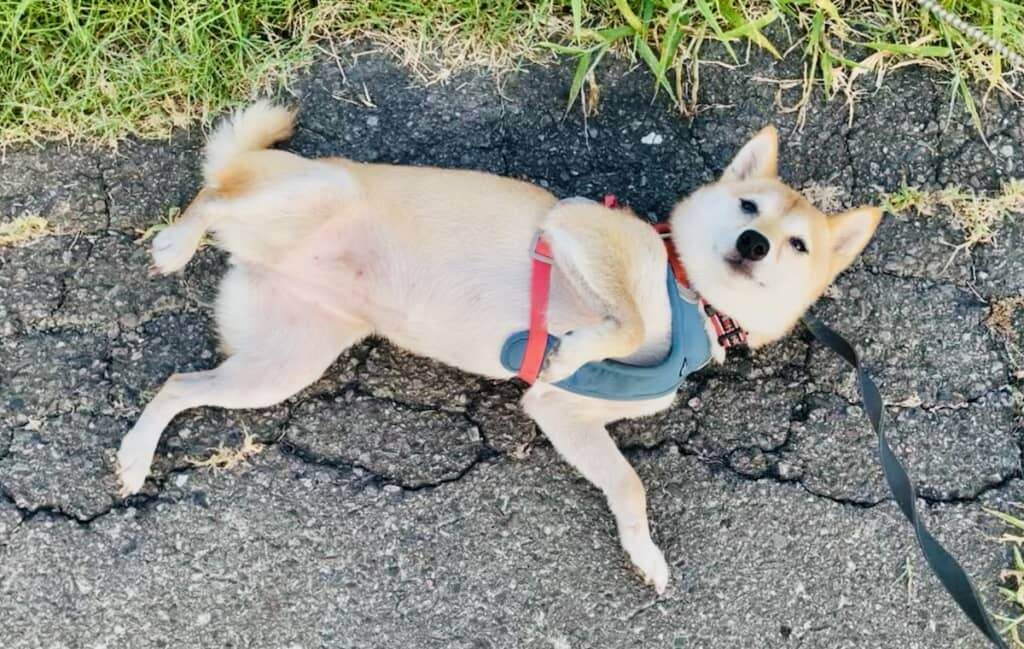 なでられ待ちのはなこちゃん