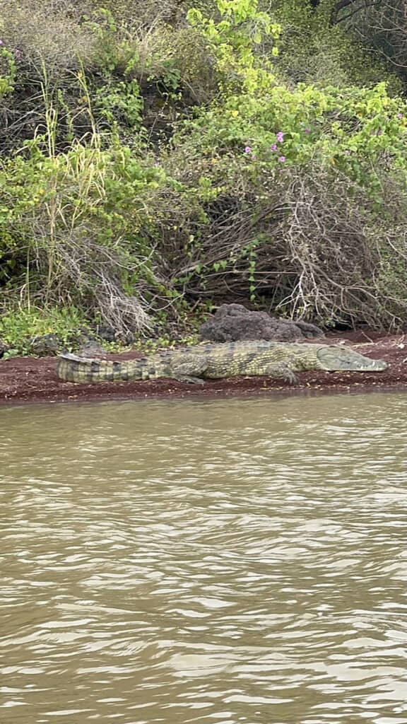 生きているワニもいた
