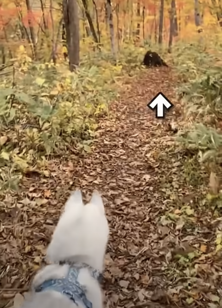 森でパンプキンくんとお散歩をしていたら……