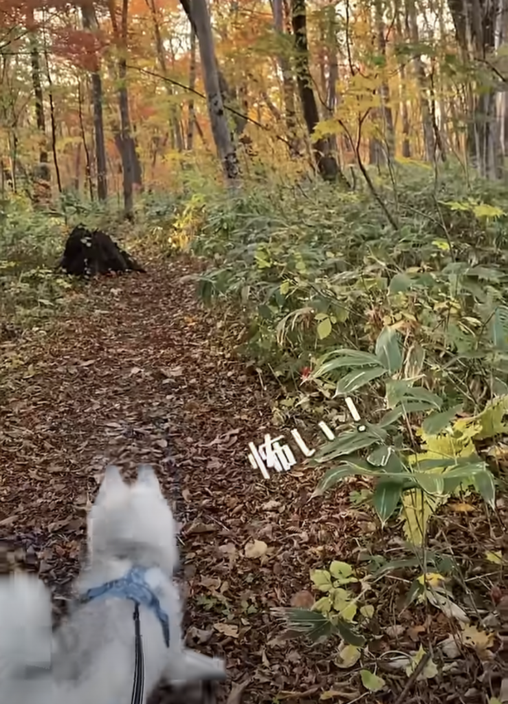 少し怖くなってしまったパンプキンくん