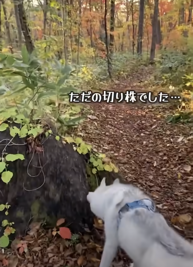 黒い物体の正体はただの切り株でした