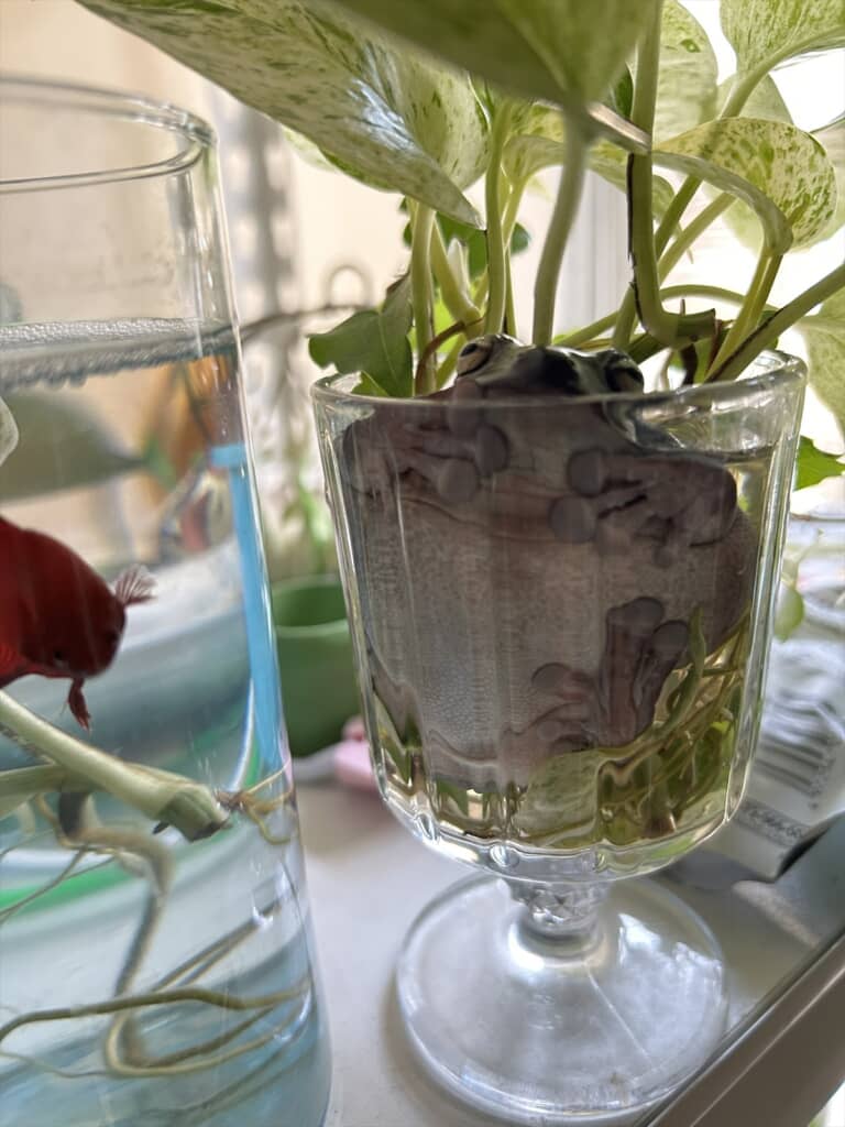 観葉植物の鉢に入っていたまさかの生き物