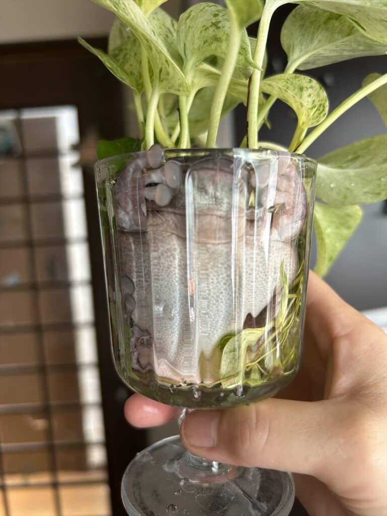 観葉植物の鉢に入っていたまさかの生き物