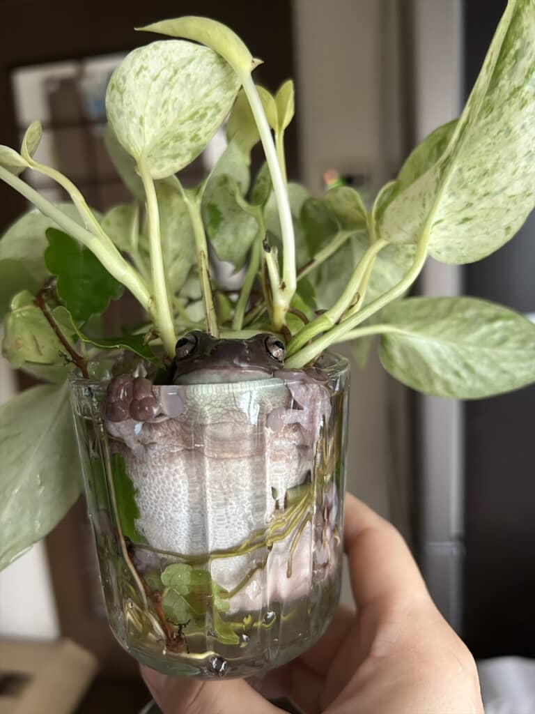 観葉植物の鉢に入っていたまさかの生き物