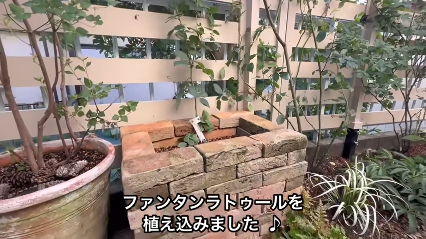 オリーブの木を移動させてバラを植えました