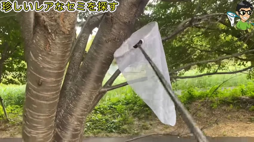 珍しい色のセミを探して網を振るう投稿者