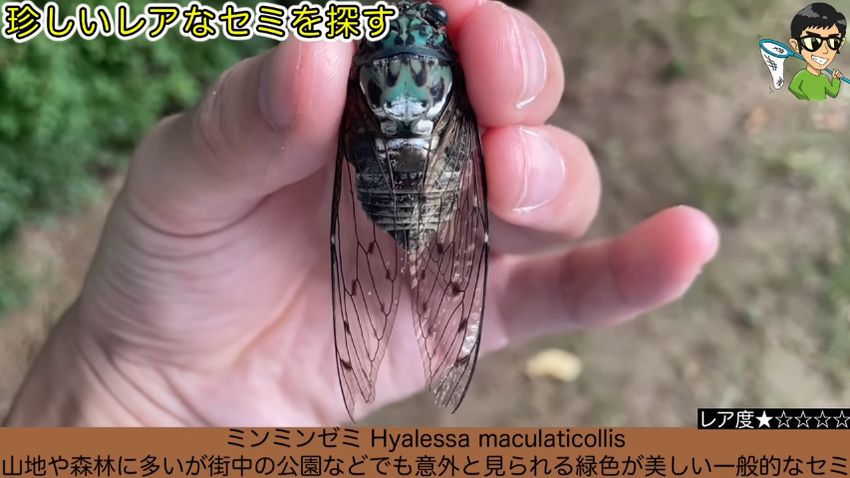 黒地に緑色の斑点模様があるミンミンゼミ