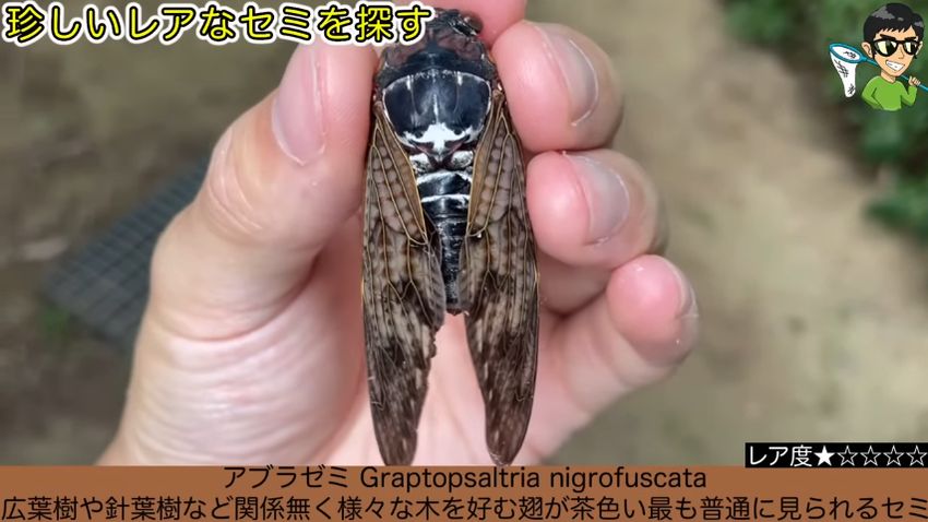 黒褐色のアブラゼミ