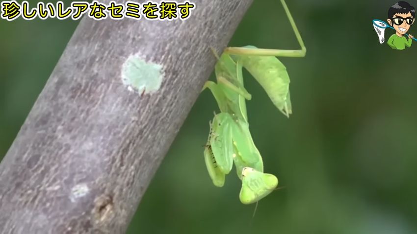 セミを食べそこねたハラビロカマキリの幼虫