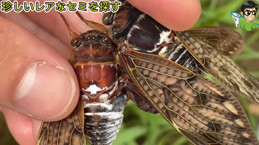 セアカアブラゼミと通常のアブラゼミを比較