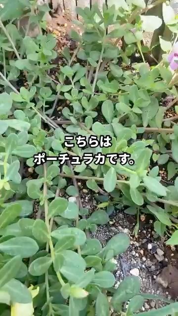 庭で育てているポーチュラカ