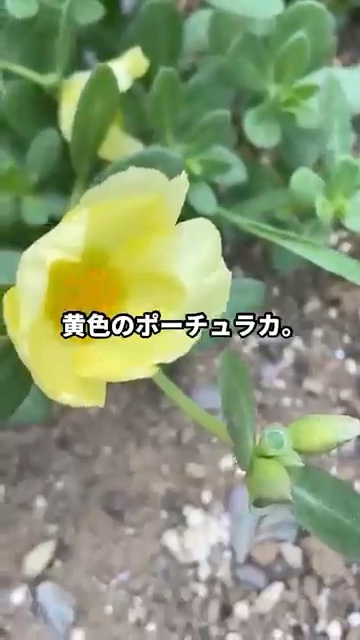 黄色い花も咲く