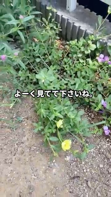 よーく見てて