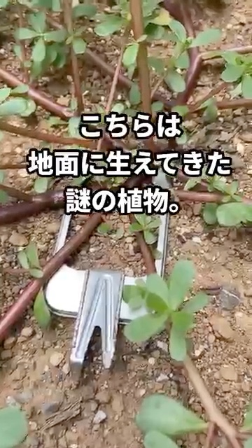 謎の植物が