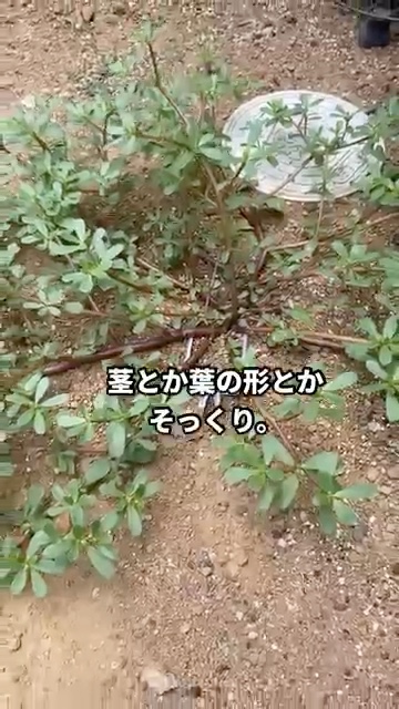 そっくりだけど