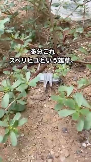 違う雑草だった！