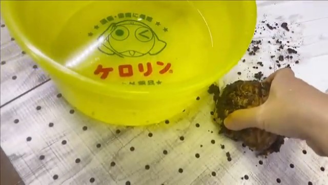 お風呂に入れられるみかんちゃん