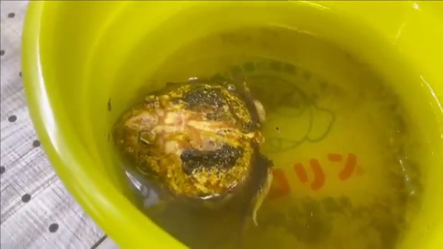 水の中が気持ちよさそう