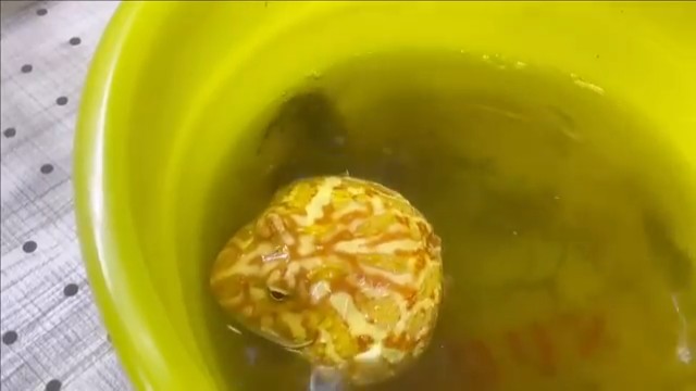 脱皮して体がピカピカ