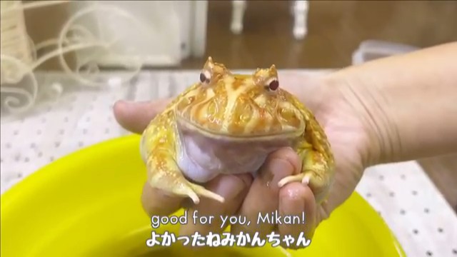 きれいなみかん色