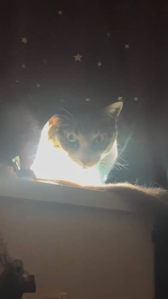 起こしにきてくれた猫ちゃん