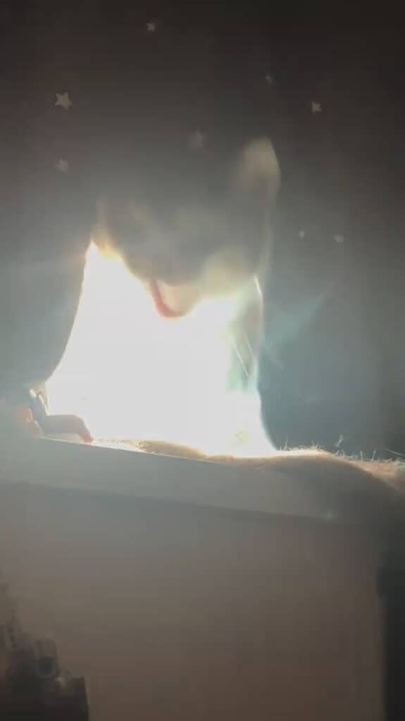 猫ちゃん「にゃーん」