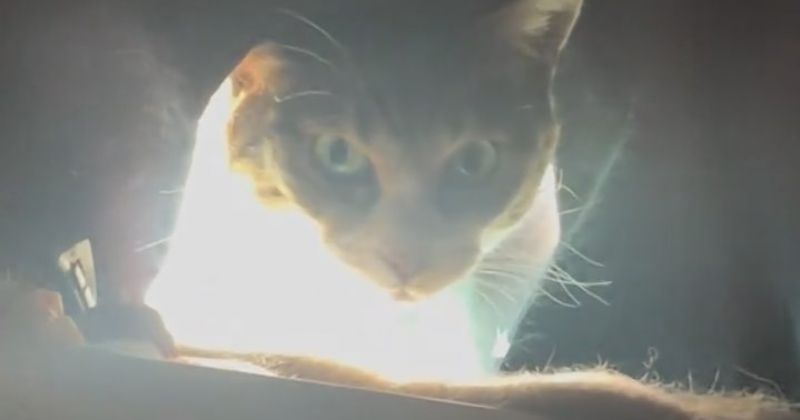 飼い主「ヴァァァ」→我が家の愛猫、モーニングコールをすると……　刺激的すぎる光景に「やだ、尊い」「これは大ダメージ」（1/3） | 猫 ねとらぼ