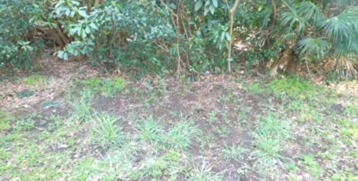 自宅の裏庭に生えたミョウガ、10年間手入れゼロで放置した結果……　信じられない光景に「すごい量だ……」と驚がく（1/3） | ライフスタイル ねとらぼ