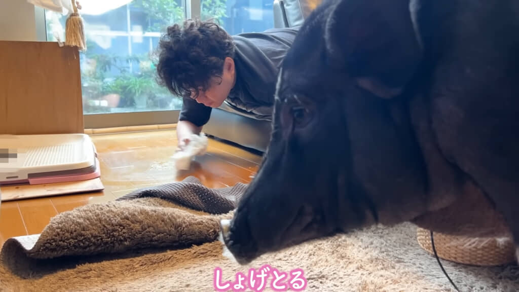 トイレに失敗してしまい、しょんぼりするぶひまるちゃん