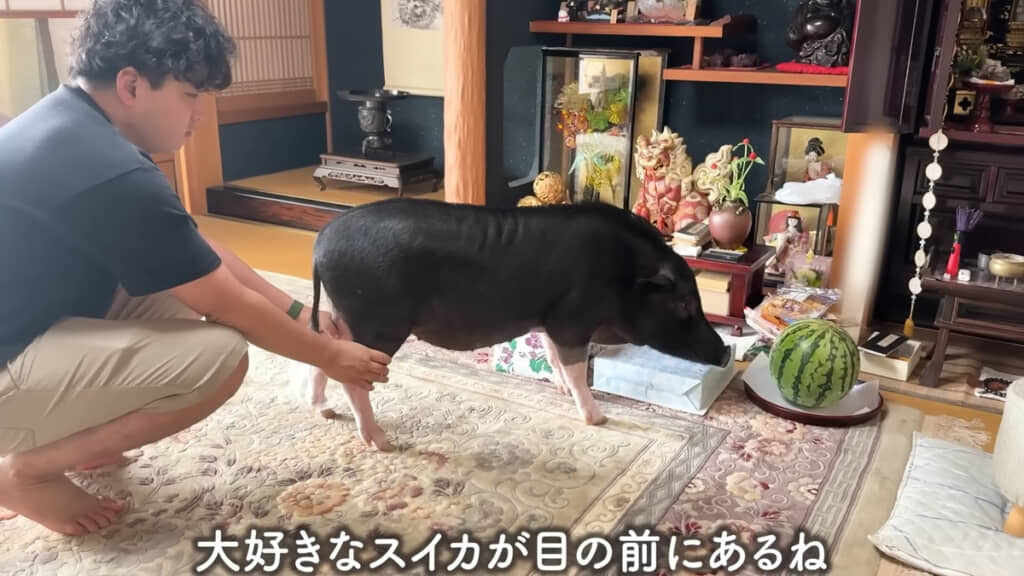 お供物のスイカを狙っています