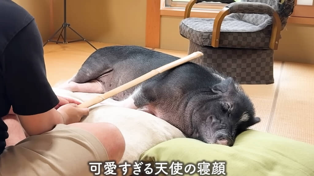 気持ちよさそうな寝顔がかわいいです