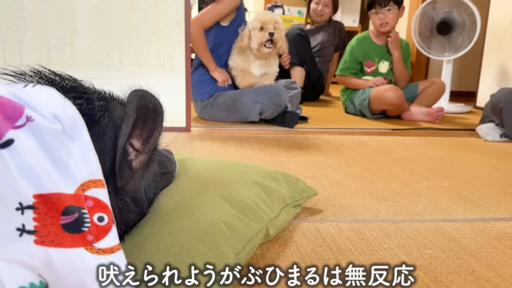 ポップくんにほえられても落ち着いていました