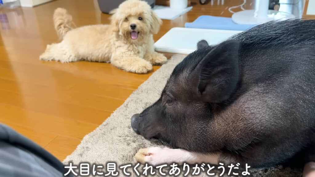 ポップくんのことは大目に見てくれているようです