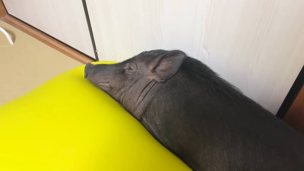 至れり尽くせりの4日間を過ごしたぶひまるちゃんなのでした