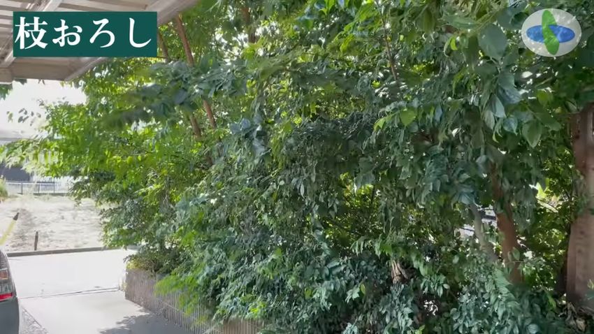 枝おろしを行う直前の植え込みの木