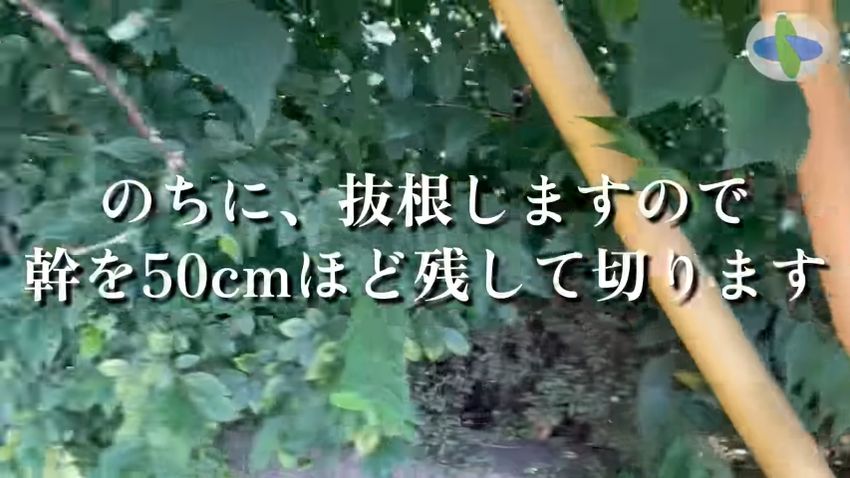 葉っぱだらけだった作業前の植え込み