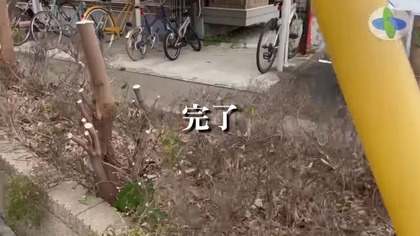 切り株だけになった作業後の植え込み