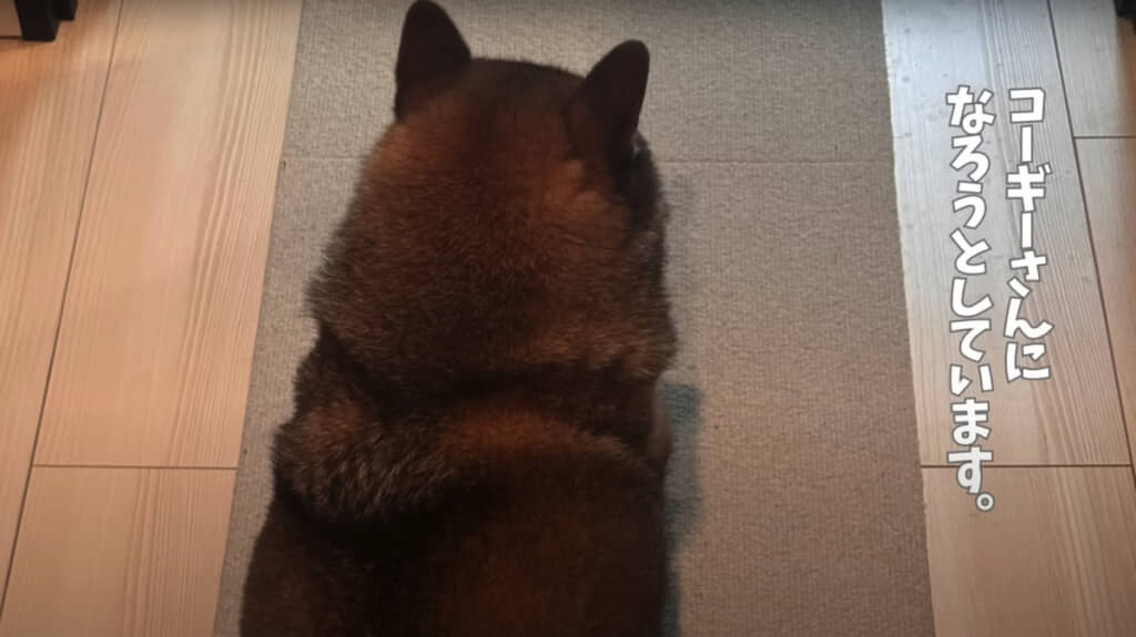 コーギーになろうとしている花ちゃん