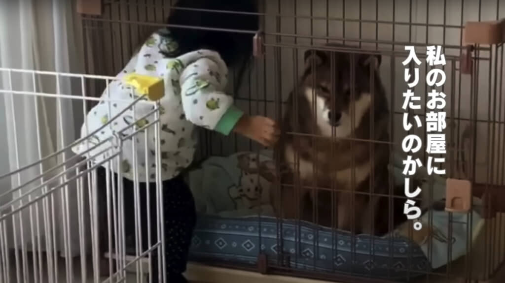 「私（花ちゃん）のお部屋に入りたいのかしら」