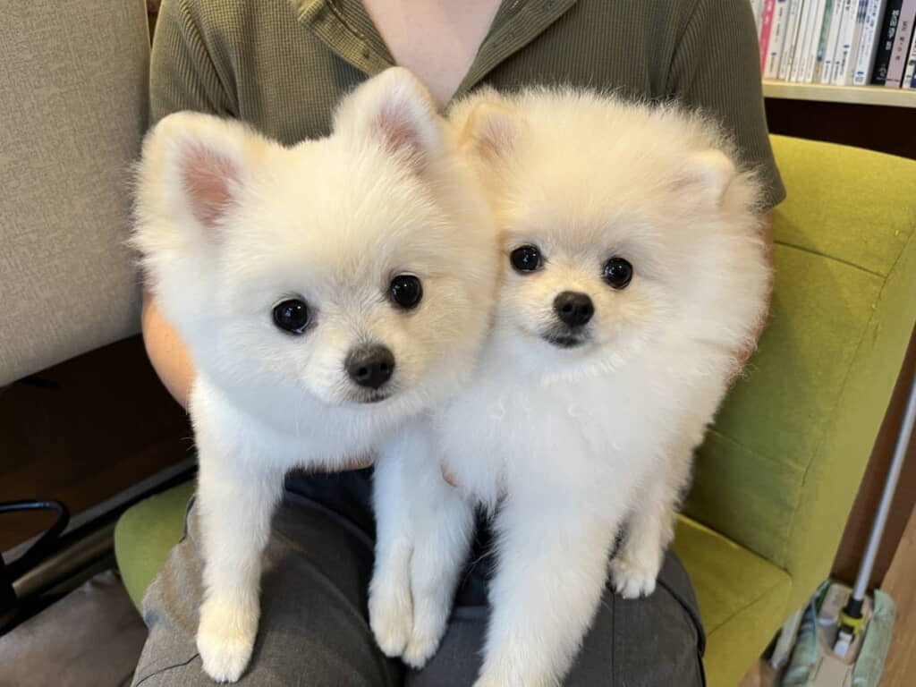 双子のすももくんとつららくん