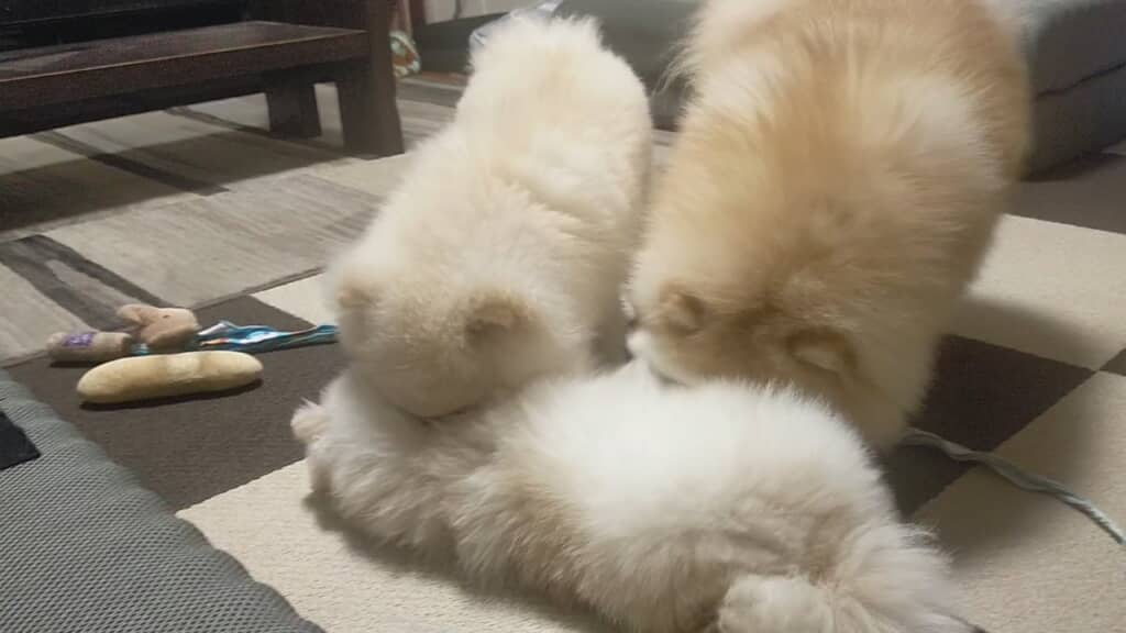 モフモフスンスン