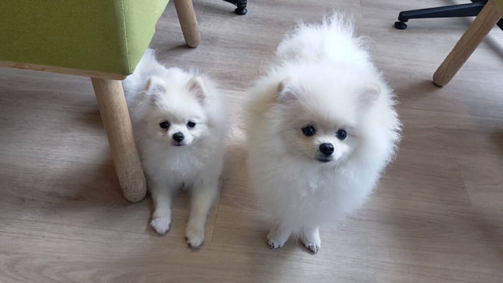 こう見えてつららくんの方が軽いんだとか