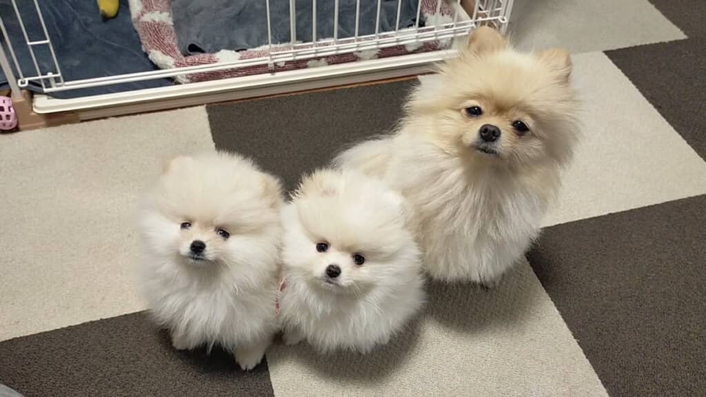 家族みんなでお幸せに