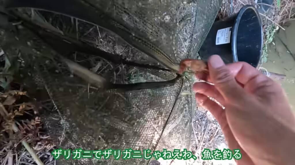 ザリガニを回収