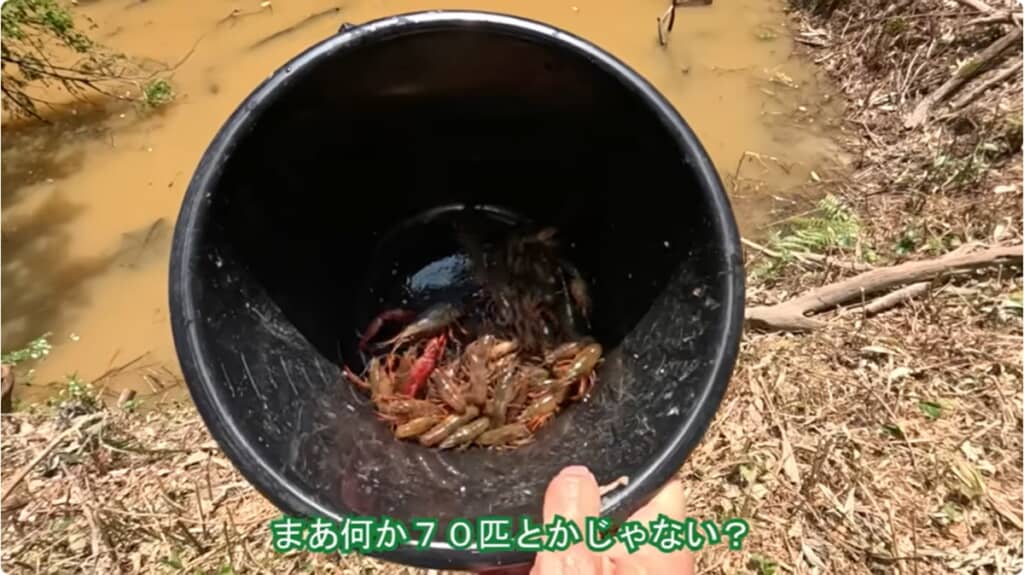 罠にかかったアメリカザリガニたち